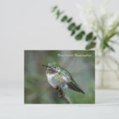 Carte postale : Colibri à queue large (Paysage) (Debout devant)