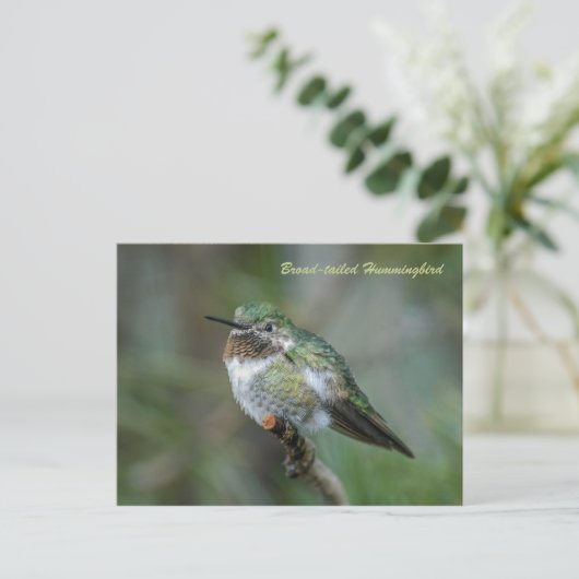 Carte postale : Colibri à queue large (Paysage) (Debout devant)