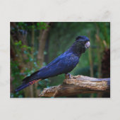 Carte Postale Colibri à queue rousse (Devant)