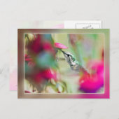 Carte Postale Colibri à Soft Fuchsia (Devant / Derrière)