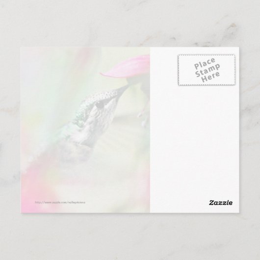 Carte Postale Colibri à Soft Fuchsia (Dos)