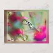 Carte Postale Colibri à Soft Fuchsia (Devant)