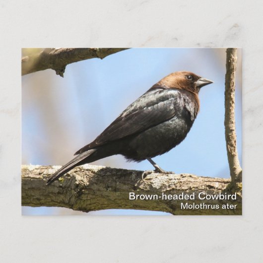 Carte Postale Colibri à tête Brown (Devant)