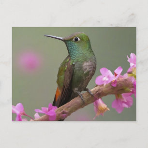 Carte Postale Colibri à ventre cassé au repos