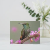 Carte Postale Colibri à ventre cassé au repos (Debout devant)