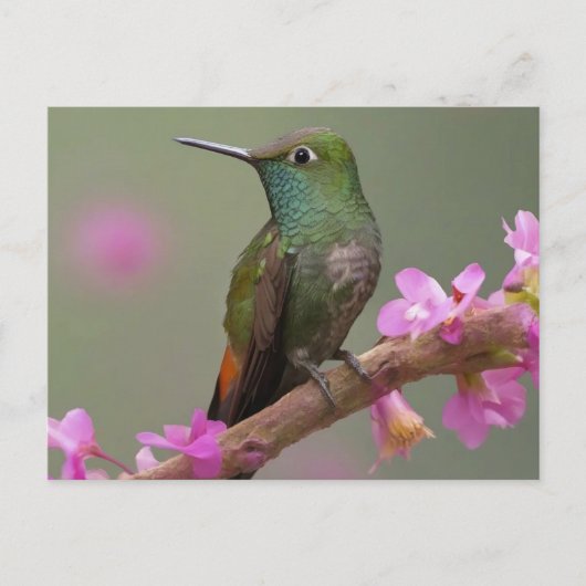 Carte Postale Colibri à ventre cassé au repos (Devant)