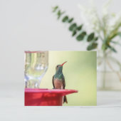 Carte Postale Colibri à ventre cassé au Texas (Debout devant)