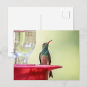 Carte Postale Colibri à ventre cassé au Texas (Devant / Derrière)