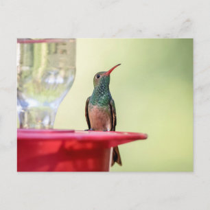 Carte Postale Colibri à ventre cassé au Texas