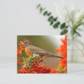Carte Postale Colibri américain avec Berry rouge (Debout devant)