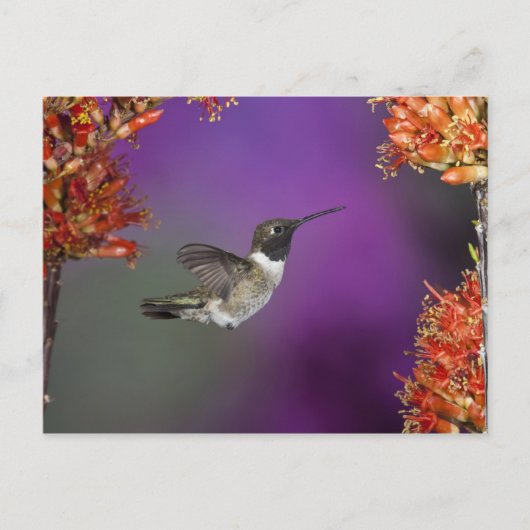 Carte Postale Colibri, Archilochus alexandri, (Devant)