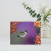 Carte Postale Colibri, Archilochus alexandri, (Debout devant)