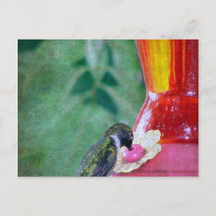 Carte Postale Colibri au mangeoire