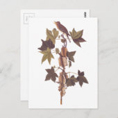 Carte Postale Colibri Audubon Traill (Devant / Derrière)