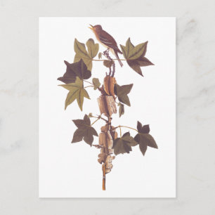Carte Postale Colibri Audubon Traill