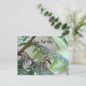 Carte Postale Colibri Bébé Sortant Sa Langue (Debout devant)