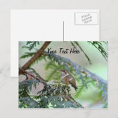 Carte Postale Colibri Bébé Sortant Sa Langue (Devant / Derrière)