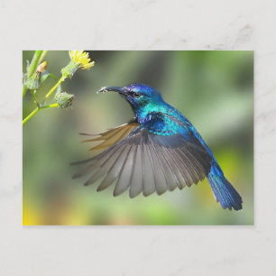 Carte Postale Colibri bleu