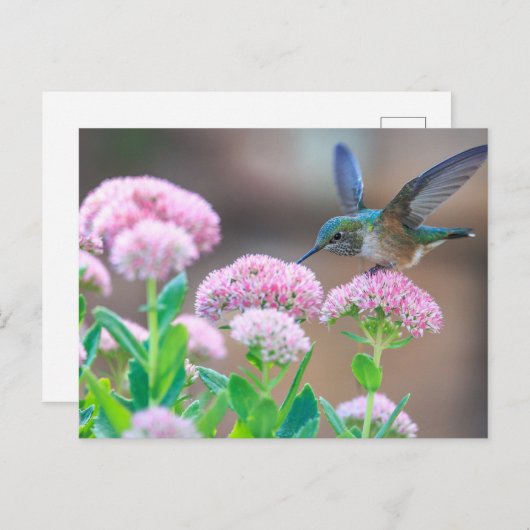 Carte Postale Colibri bleu (Devant / Derrière)