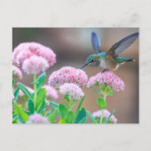Carte Postale Colibri bleu (Devant)