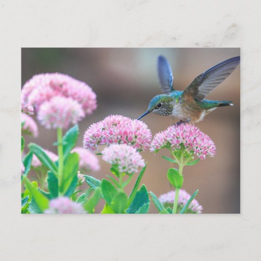 Carte Postale Colibri bleu (Devant)