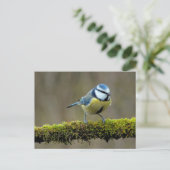 Carte Postale Colibri bleu (Debout devant)