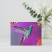 Carte Postale Colibri bleu-vert (Debout devant)