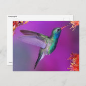 Carte Postale Colibri bleu-vert (Devant / Derrière)