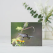 Carte Postale Colibri classique (Debout devant)