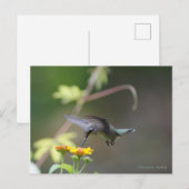 Carte Postale Colibri classique (Devant / Derrière)