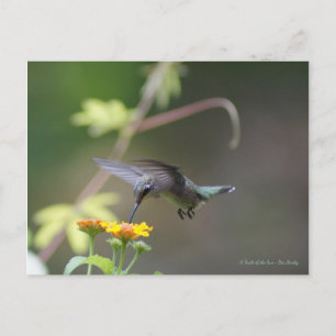 Carte Postale Colibri classique