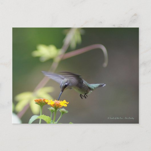Carte Postale Colibri classique (Devant)