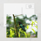 Carte Postale Colibri (Colibri) - Martinique, FWI (Devant / Derrière)