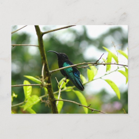 Carte Postale Colibri (Colibri) - Martinique, FWI (Devant)