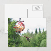 Carte Postale Colibri d'Anna (Devant / Derrière)
