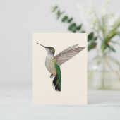 Carte Postale Colibri d'Anna (Debout devant)