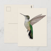 Carte Postale Colibri d'Anna (Devant / Derrière)