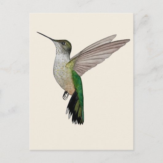 Carte Postale Colibri d'Anna (Devant)