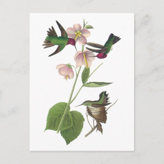 Carte Postale Colibri d'Anna par Audubon (Devant)
