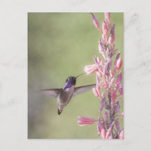 Carte Postale Colibri de Charme Costa