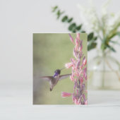 Carte Postale Colibri de Charme Costa (Debout devant)