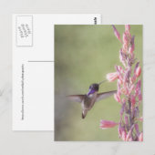 Carte Postale Colibri de Charme Costa (Devant / Derrière)