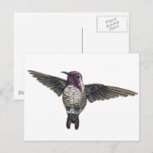 Carte Postale Colibri de Costa (Devant / Derrière)