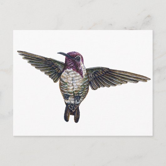 Carte Postale Colibri de Costa (Devant)