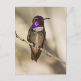 Carte Postale Colibri de Costa