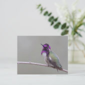 Carte Postale Colibri de Costa (Debout devant)
