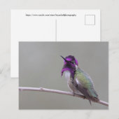 Carte Postale Colibri de Costa (Devant / Derrière)