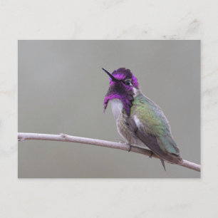 Carte Postale Colibri de Costa