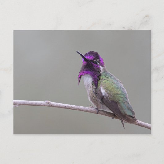 Carte Postale Colibri de Costa (Devant)