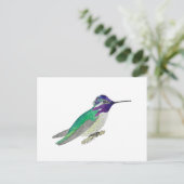 Carte Postale Colibri de Costa (Debout devant)